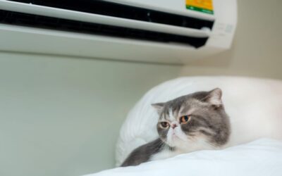 ¿Tienes mascotas? 4 razones por las que ellos necesitan aire acondicionado