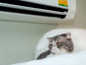 ¿Tienes mascotas? 4 razones por las que ellos necesitan aire acondicionado